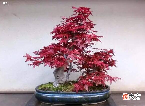 寓意越来越好 寓意越来越好的词语