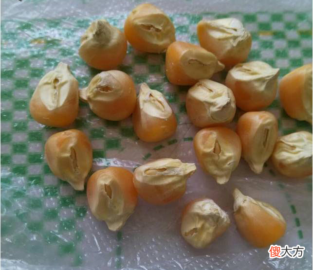 老朋友的这组发芽全过程照片 发芽 照片
