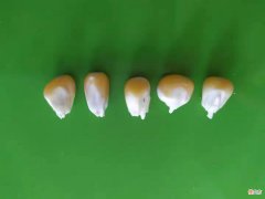 老朋友的这组发芽全过程照片 发芽 照片