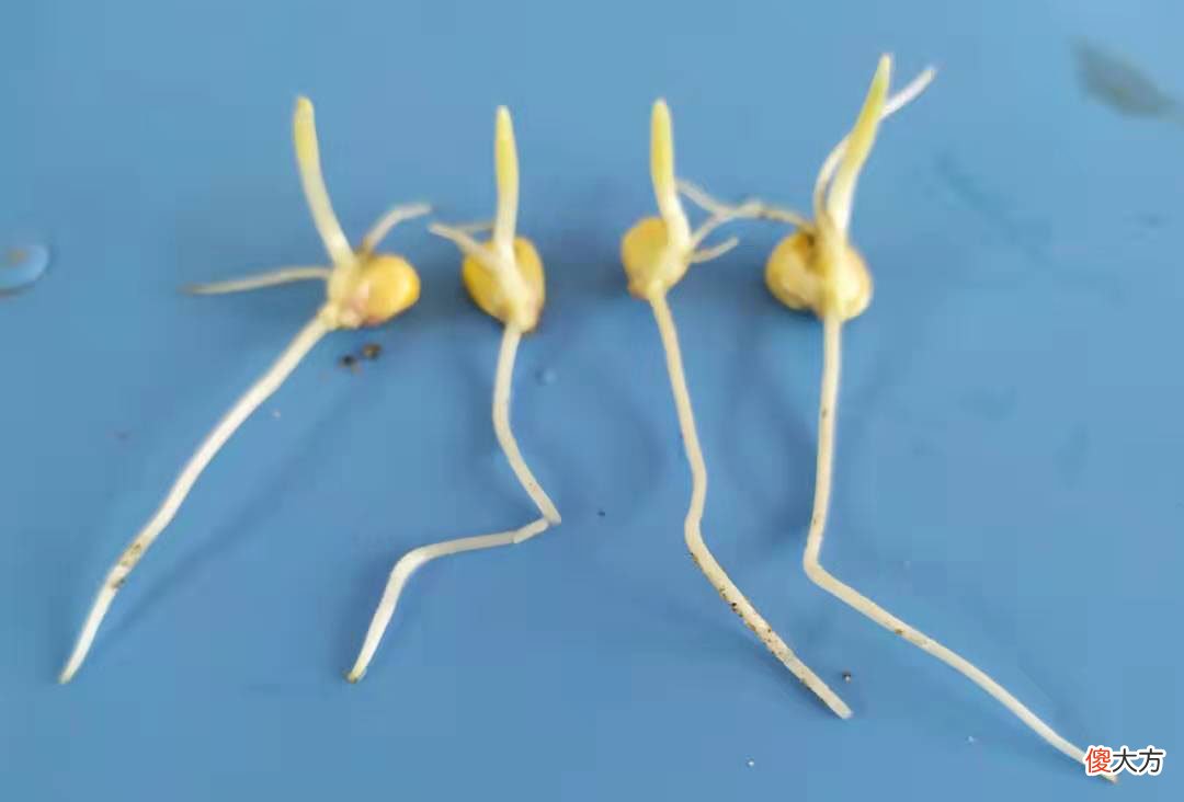 老朋友的这组发芽全过程照片 发芽 照片