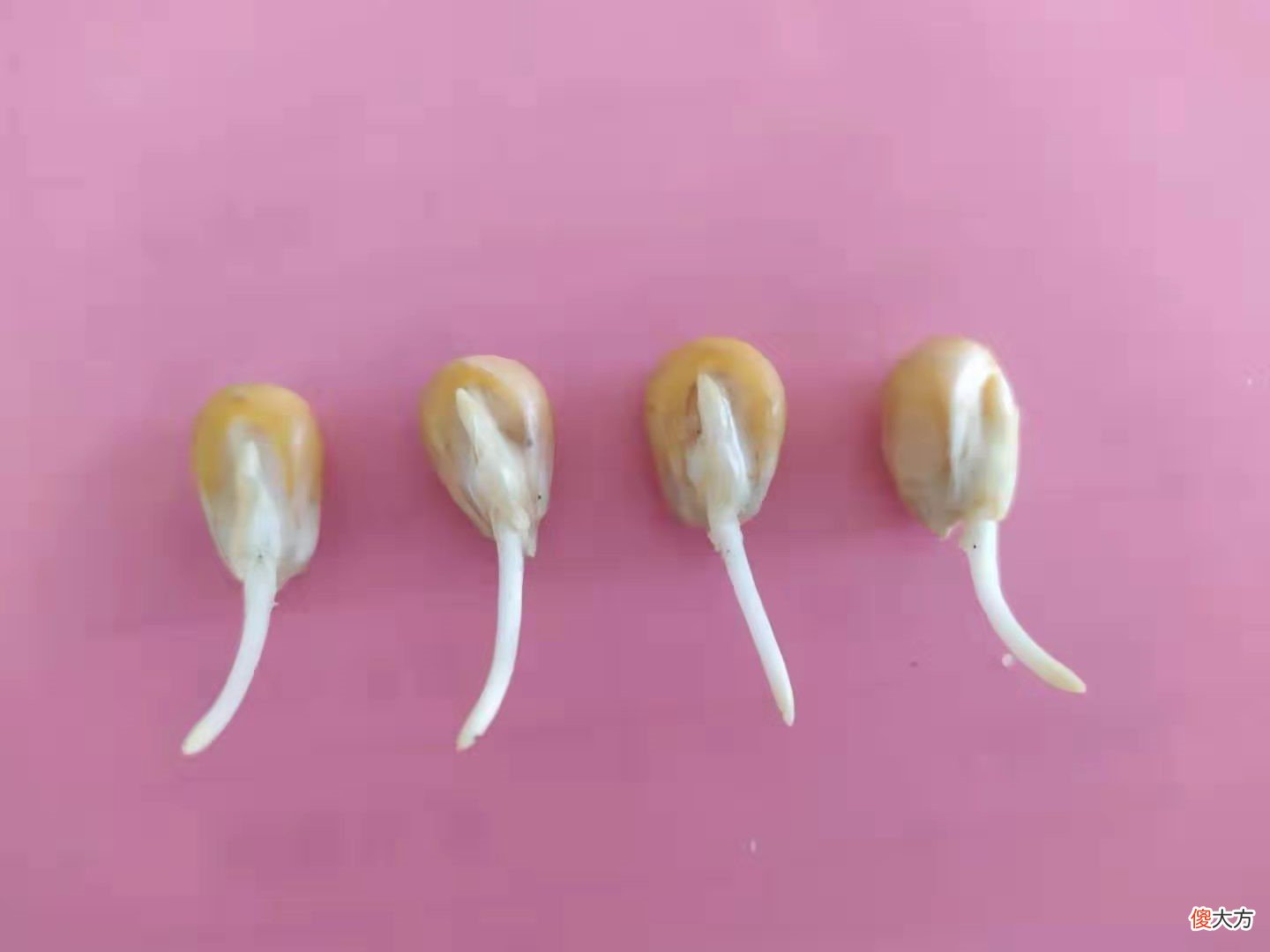老朋友的这组发芽全过程照片 发芽 照片