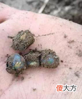 老朋友的这组发芽全过程照片 发芽 照片