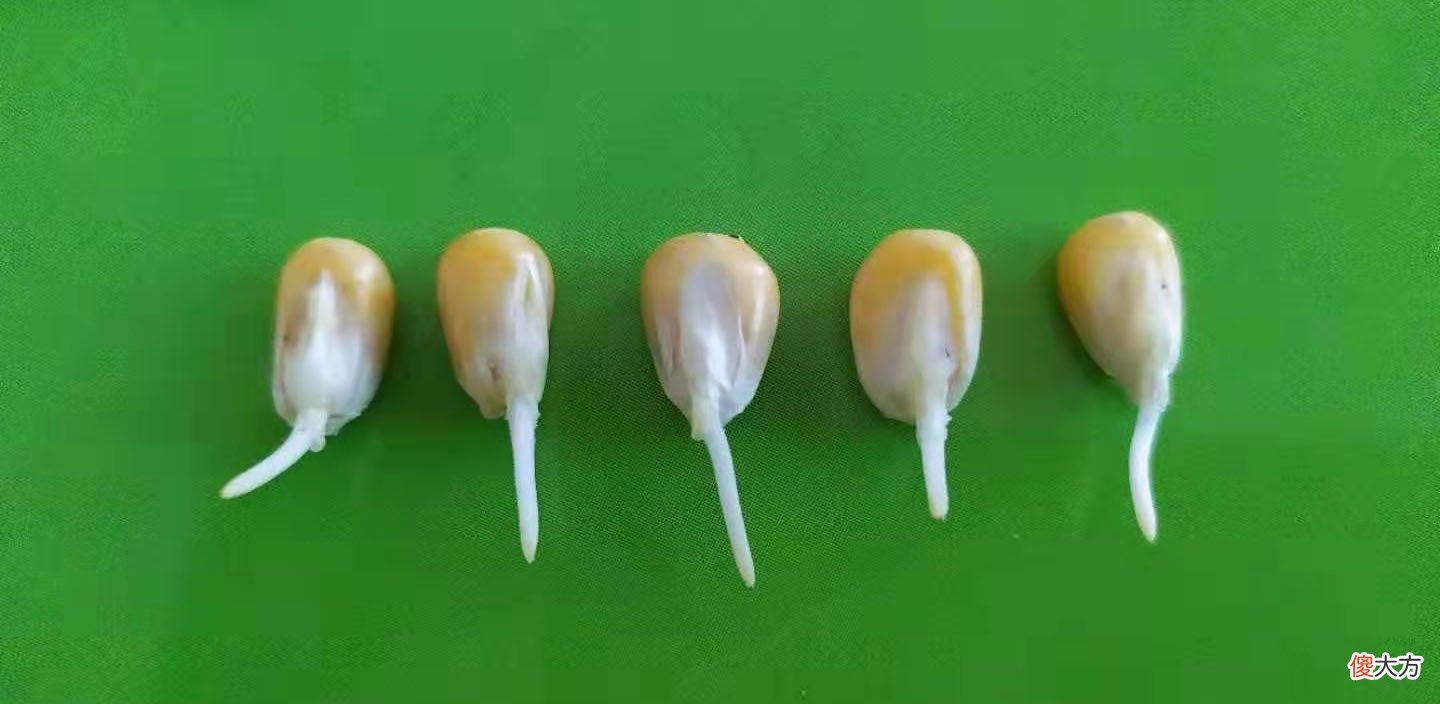 老朋友的这组发芽全过程照片 发芽 照片