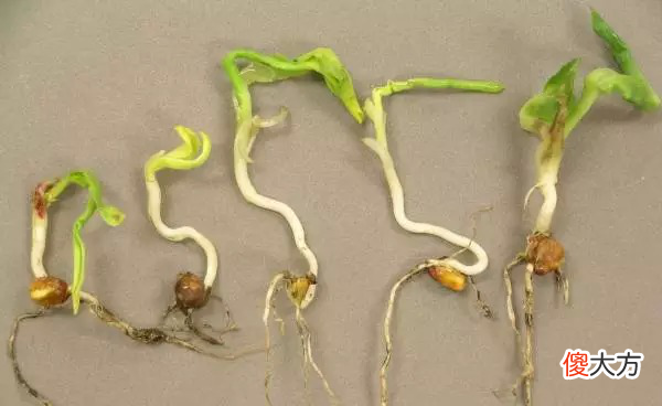 老朋友的这组发芽全过程照片 发芽 照片