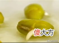 种子的结构及萌发 种子的萌发结构图