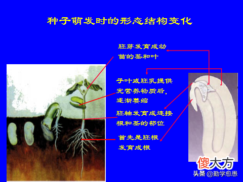 种子的结构及萌发 种子的萌发结构图