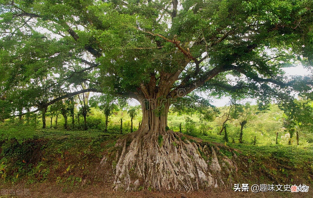 从植物发芽过程看孩子的教育的本与末 植物从发芽到长大的过程