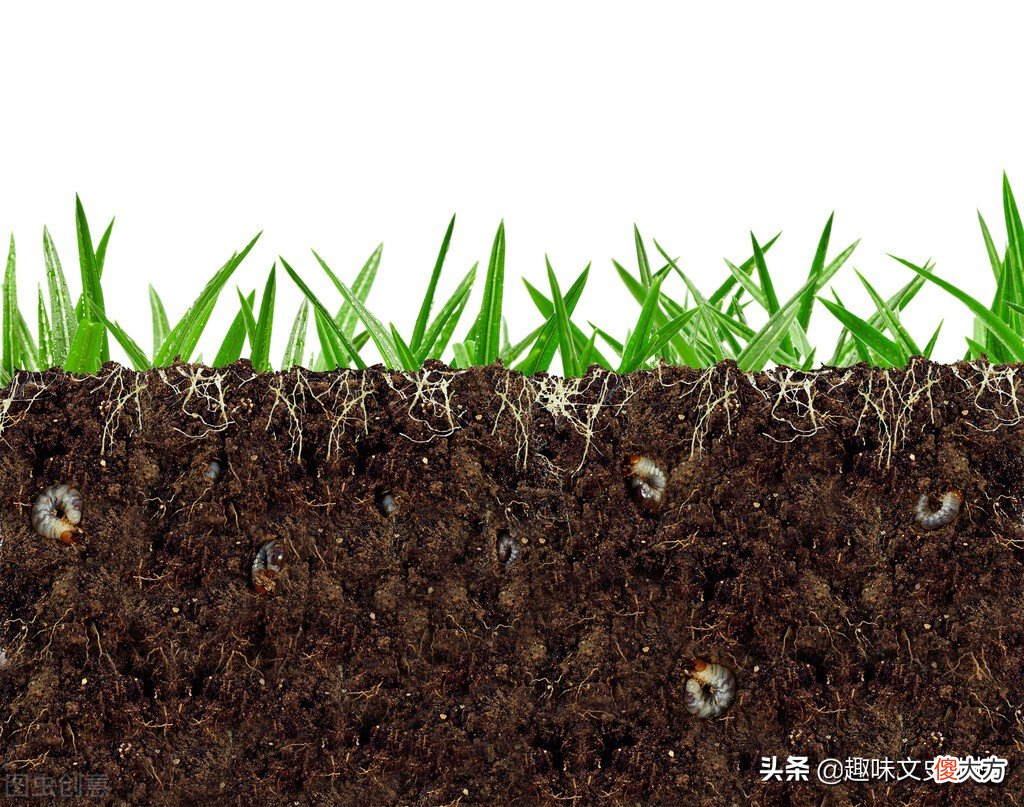 从植物发芽过程看孩子的教育的本与末 植物从发芽到长大的过程