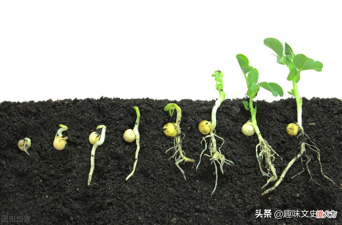 从植物发芽过程看孩子的教育的本与末 植物从发芽到长大的过程