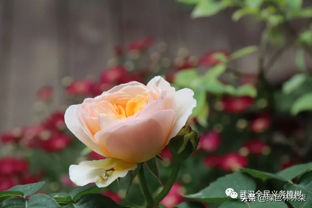 看武汉人家的私享月季，竟也美的“花落花开无间断”！
