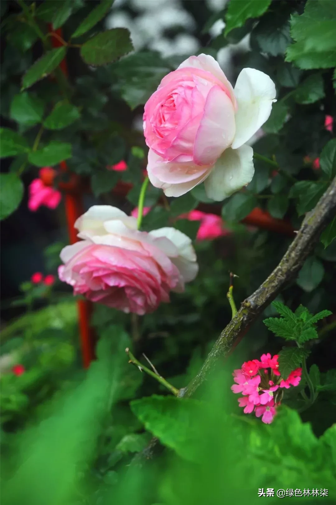 看武汉人家的私享月季，竟也美的“花落花开无间断”！