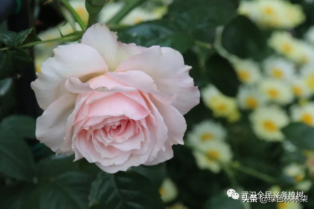 看武汉人家的私享月季，竟也美的“花落花开无间断”！