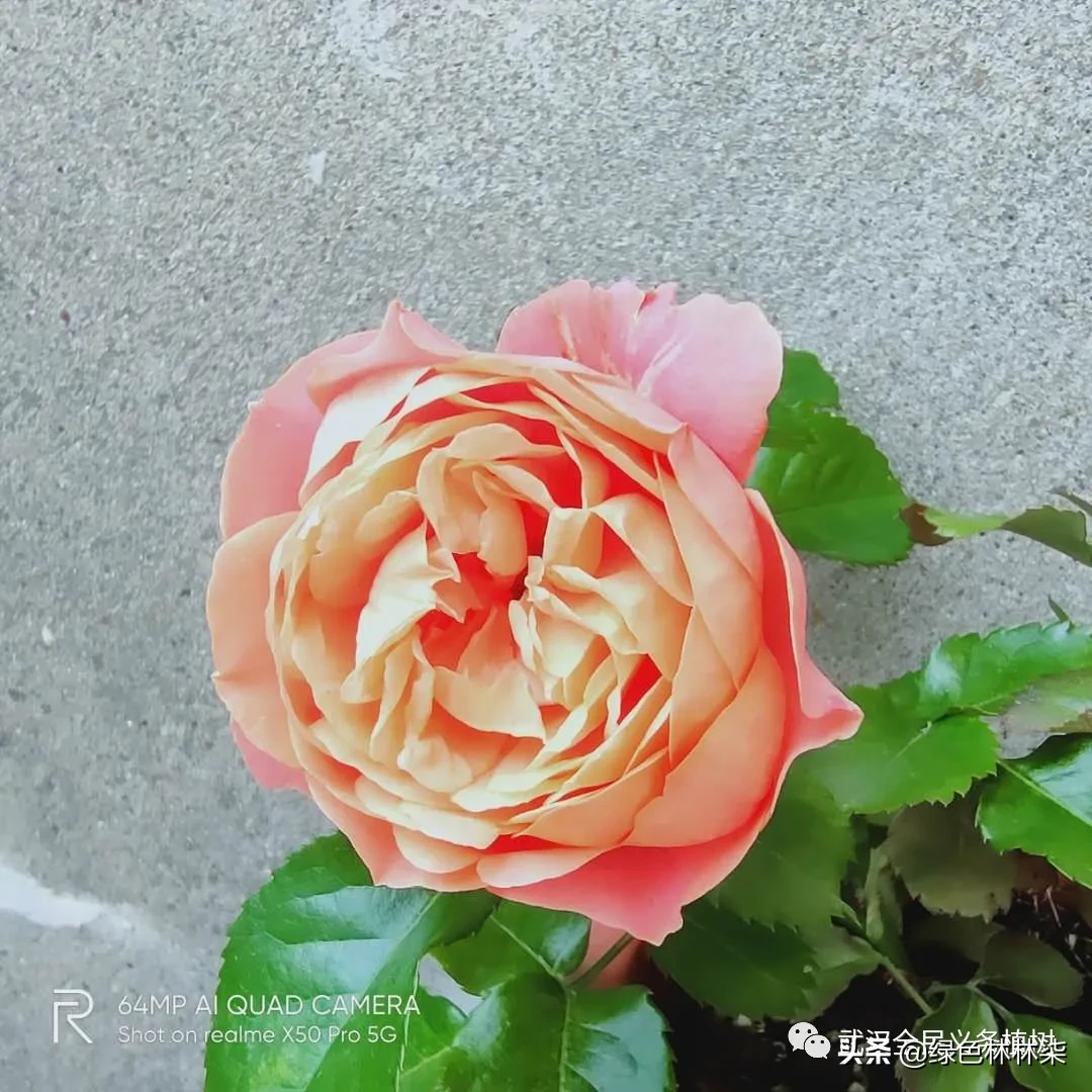 看武汉人家的私享月季，竟也美的“花落花开无间断”！