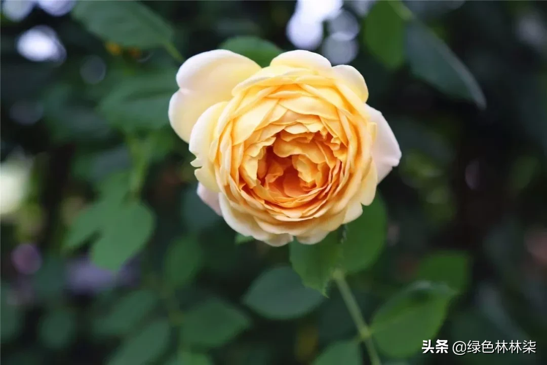 看武汉人家的私享月季，竟也美的“花落花开无间断”！