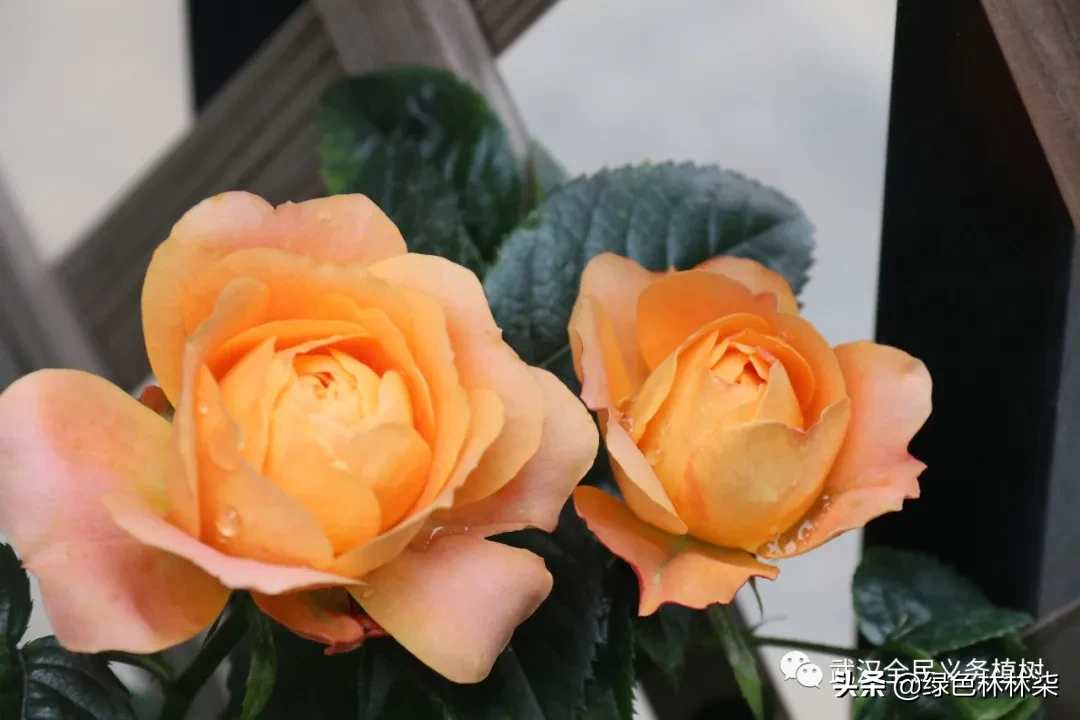 看武汉人家的私享月季，竟也美的“花落花开无间断”！