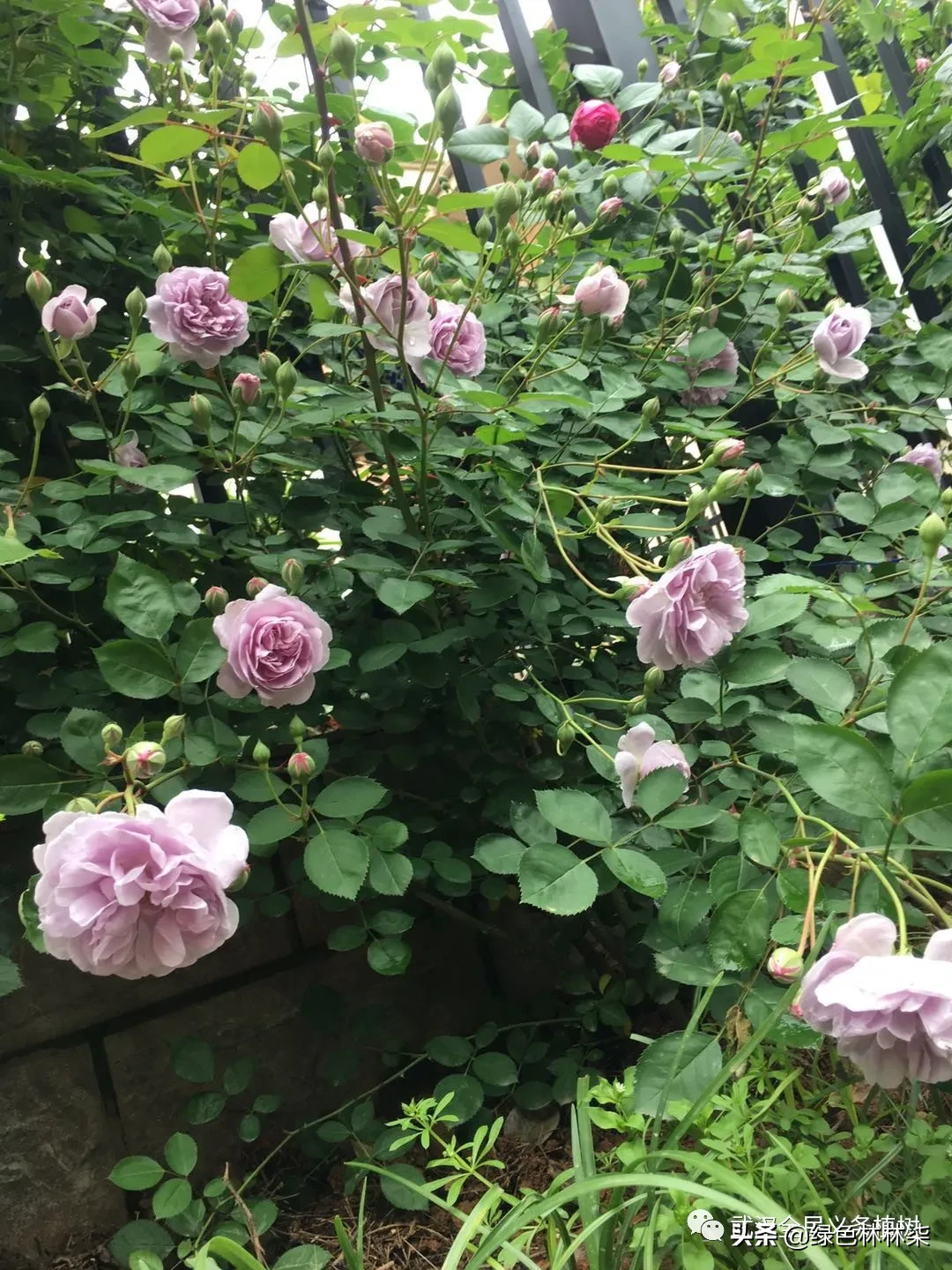 看武汉人家的私享月季，竟也美的“花落花开无间断”！