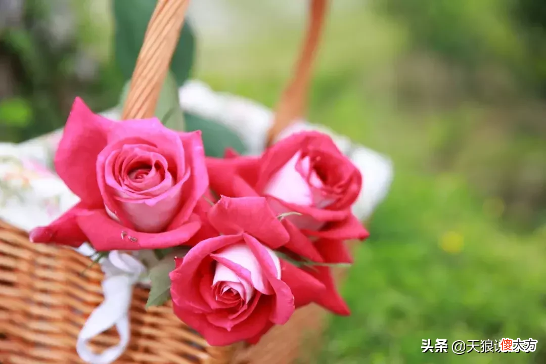 用这些月季将你的心意告诉TA 心意 月季