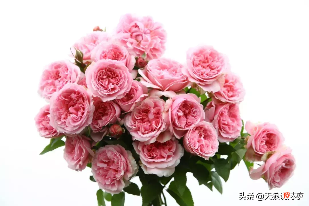 用这些月季将你的心意告诉TA 心意 月季