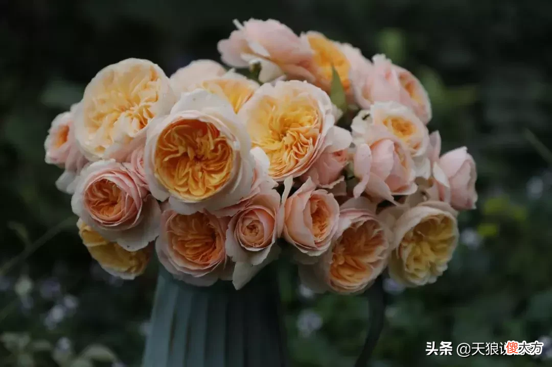 用这些月季将你的心意告诉TA 心意 月季