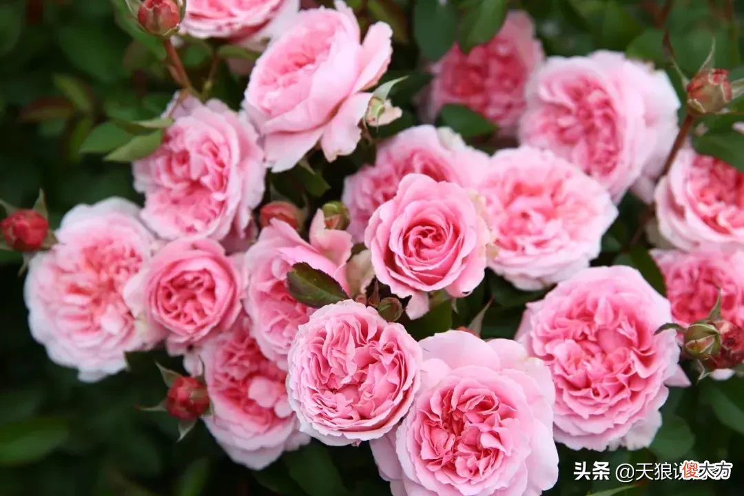 用这些月季将你的心意告诉TA 心意 月季