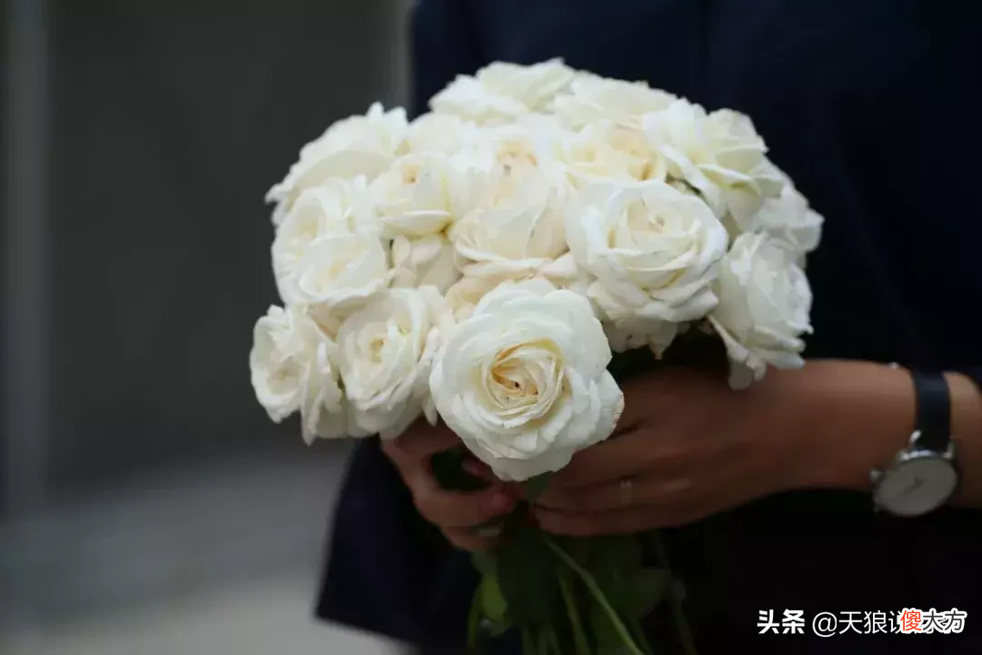 用这些月季将你的心意告诉TA 心意 月季