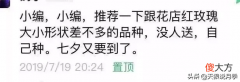 用这些月季将你的心意告诉TA 心意 月季