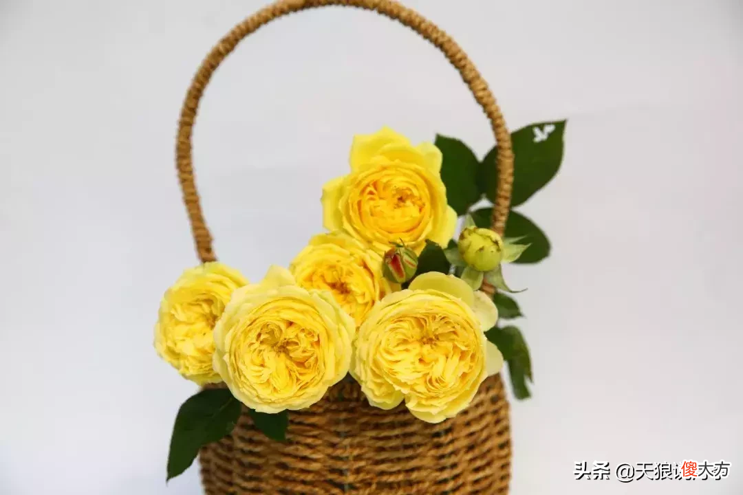 用这些月季将你的心意告诉TA 心意 月季
