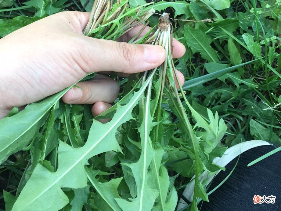 把蒲公英炒干泡水喝 晒干蒲公英怎么泡水喝还是煮着喝