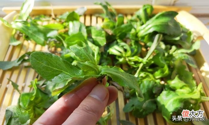 蒲公英别泡茶喝了 蒲公英茶泡水喝