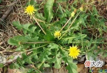 没想到蒲公英这么神奇 神奇的蒲公英