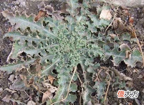 没想到蒲公英这么神奇 神奇的蒲公英