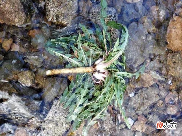 没想到蒲公英这么神奇 神奇的蒲公英