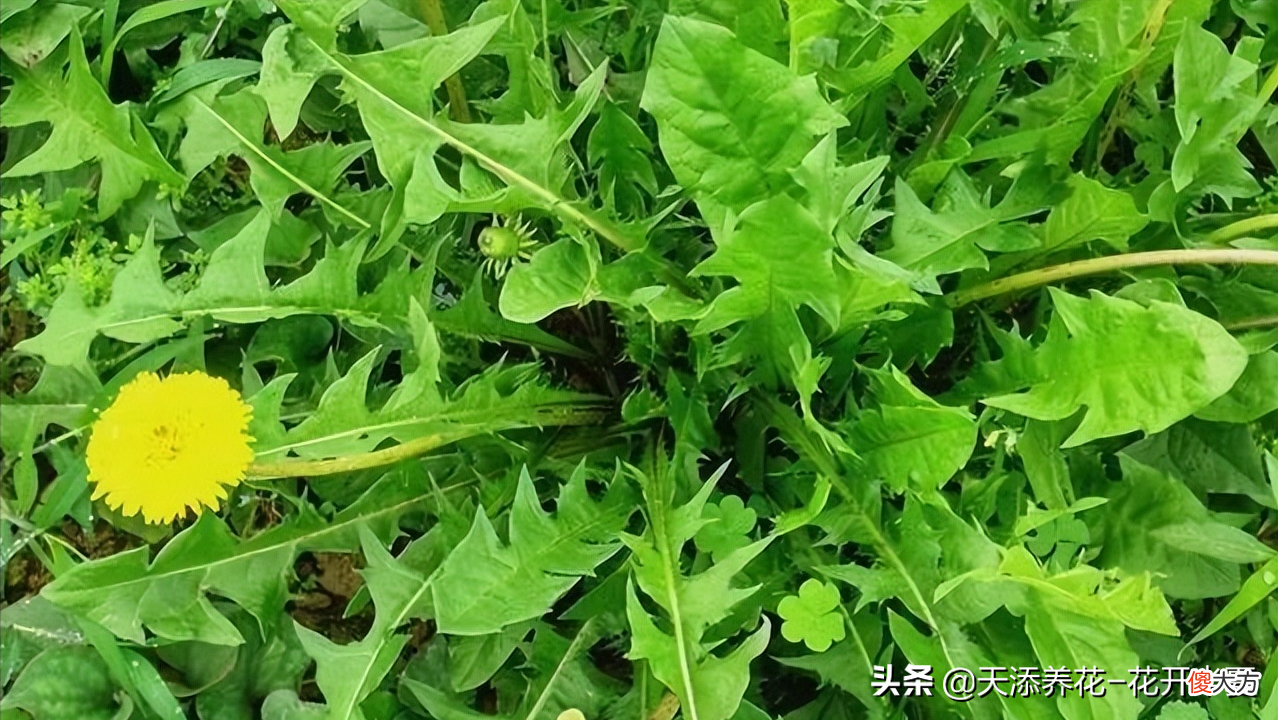 养生野菜蒲公英的几种吃法 野菜蒲公英的吃法