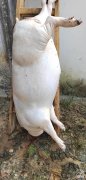 这个双节你准备吃多少猪肉 两个人吃多少猪头肉