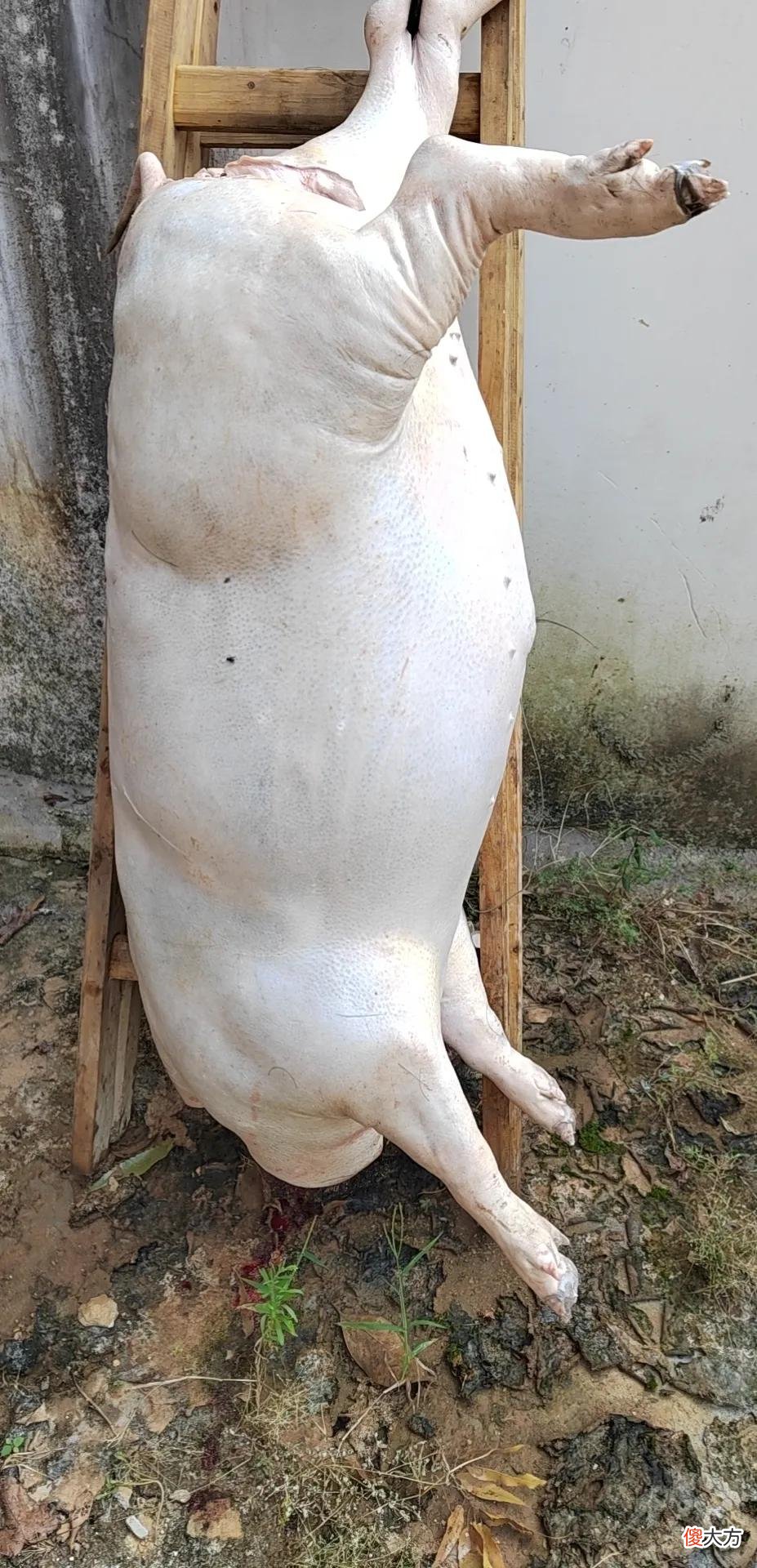 这个双节你准备吃多少猪肉 两个人吃多少猪头肉