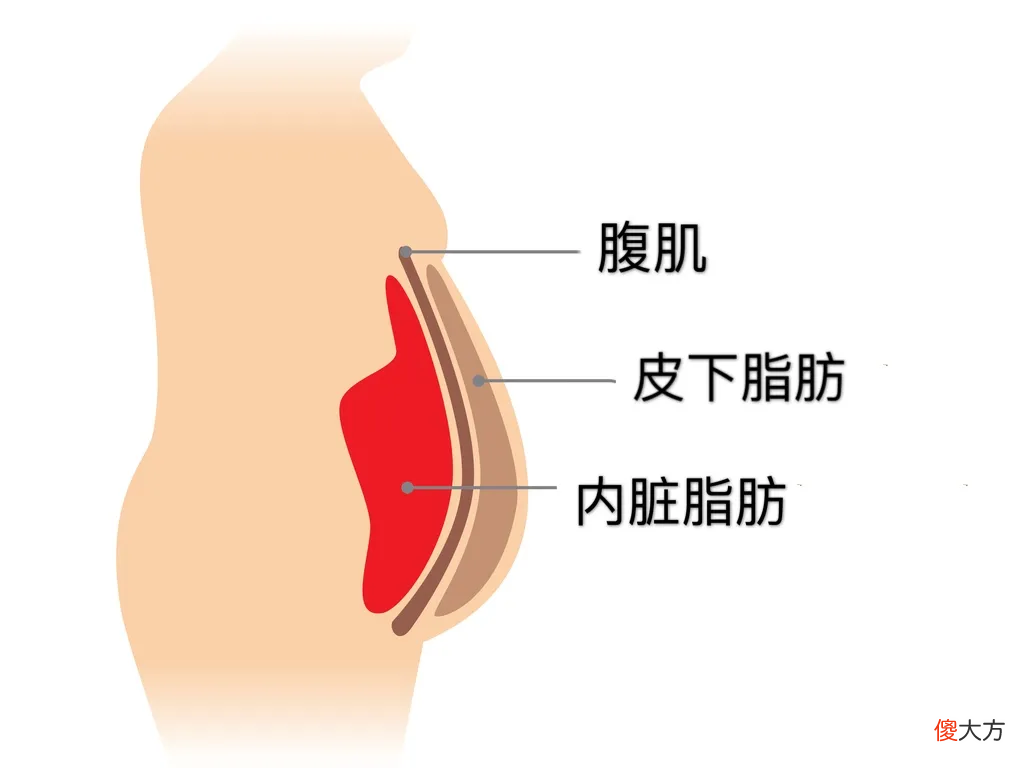 肚子一抓都是肉 肚子上的肉一抓一大把该怎么办