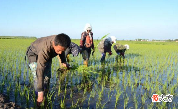 使它隆可以用在哪些作物上 农药使它隆的使用作物有哪些?