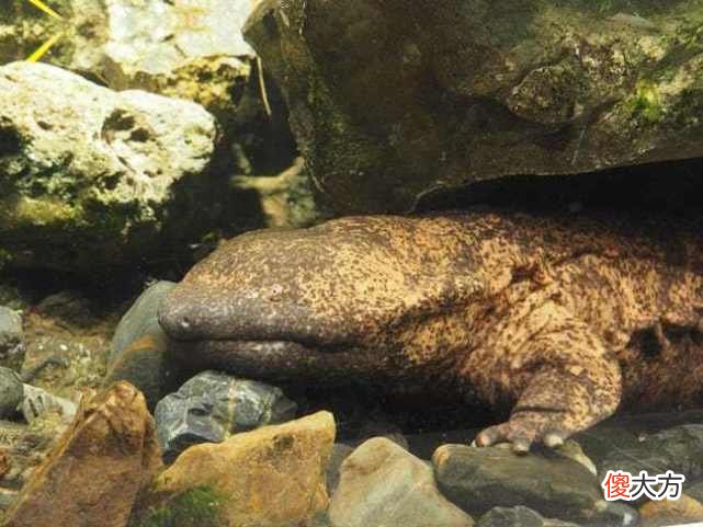 娃娃鱼可以吃吗 野生娃娃鱼可以吃吗