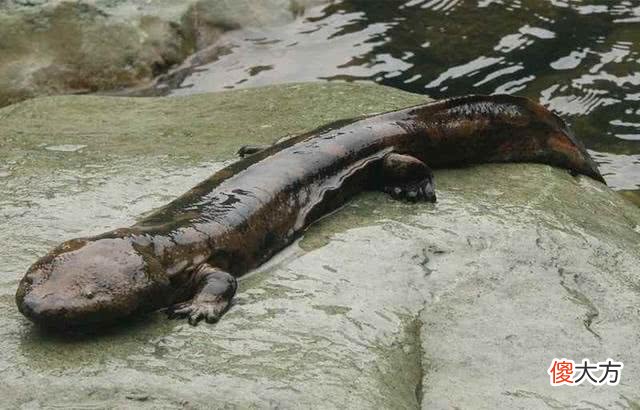 娃娃鱼可以吃吗 野生娃娃鱼可以吃吗