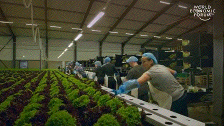 荷兰农业到底有多牛 荷兰农业有多发达