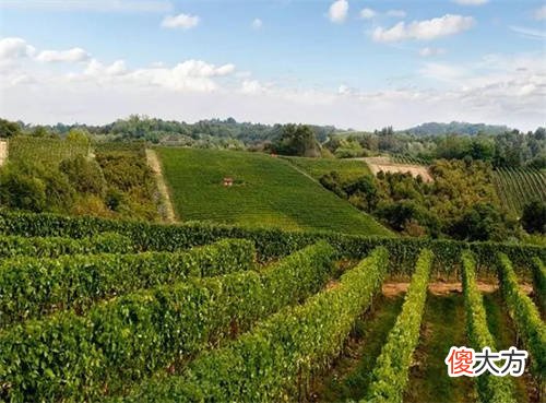 圣露斯葡萄酒 华东庄园干白葡萄酒