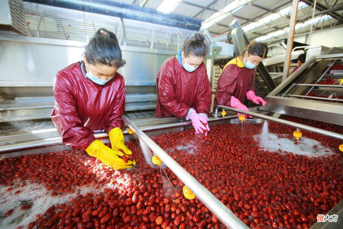 新疆库车市：红枣圆了致富梦