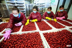 新疆库车市：红枣圆了致富梦