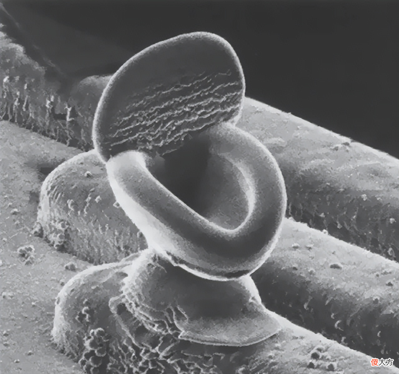 30张显微镜下拍摄到的照片 显微镜拍摄的图片