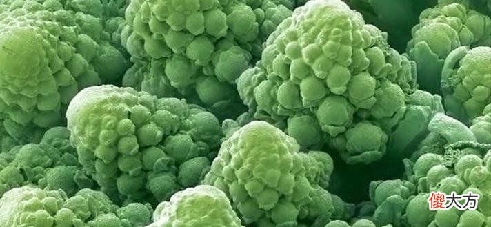 30张显微镜下拍摄到的照片 显微镜拍摄的图片