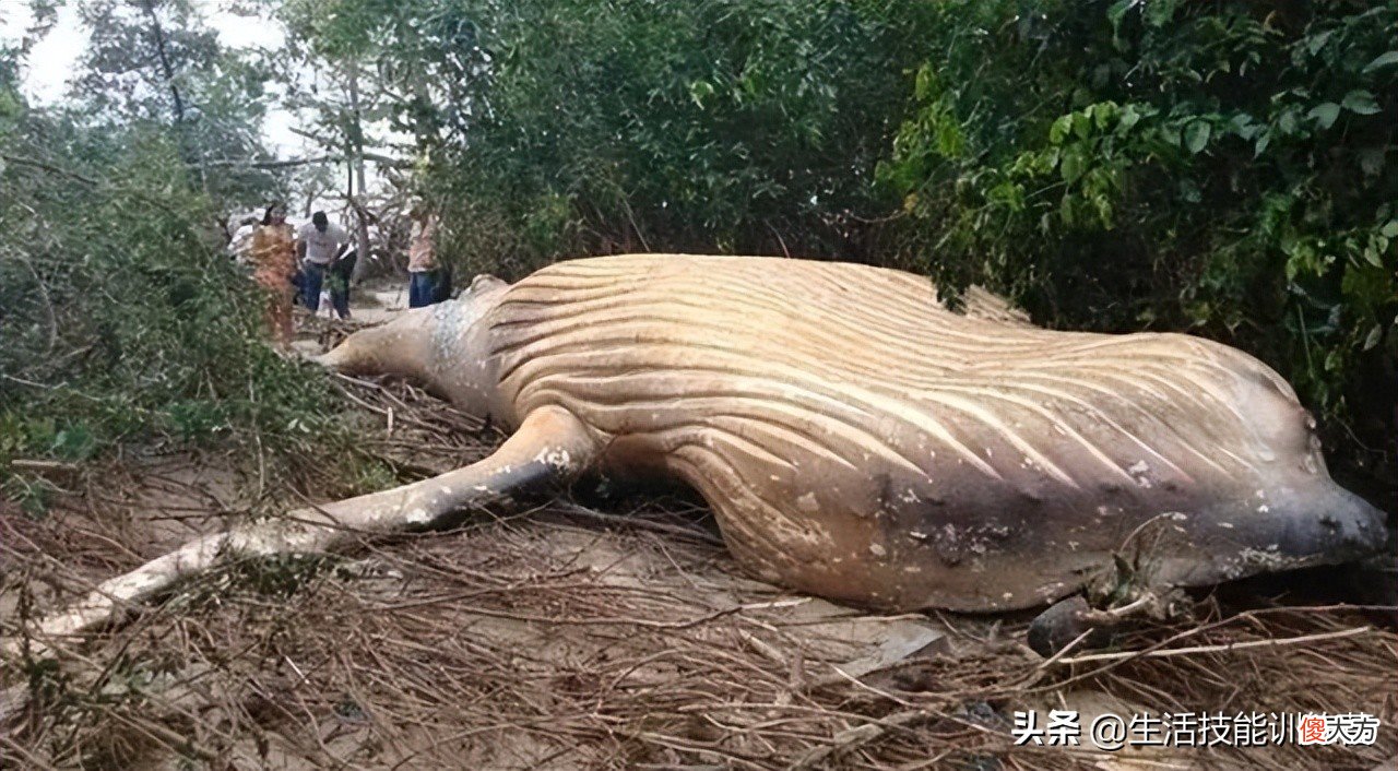 50张罕见的照片让人审视这个世界 全球难得一见的50张照片!实在是太罕见了
