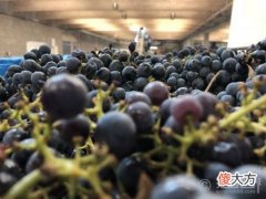 昌黎县白马酒业 昌黎长城干红葡萄酒价格表