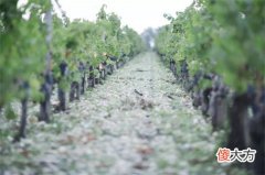 葡萄酒的挑选 葡萄酒入门级别的品牌