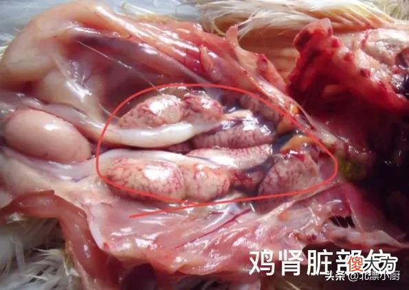 鸡有7个地方含有毒素，不要乱吃，30年老厨师详解不能吃的位置