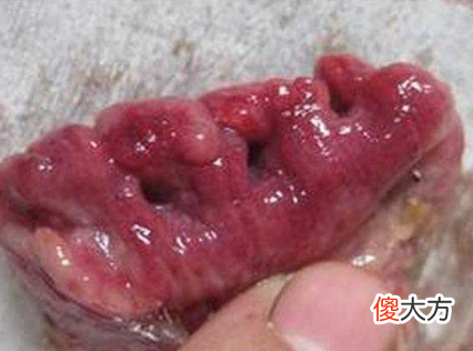鸡肉4个部位少吃 鸡肉的内脏哪些部位不能吃